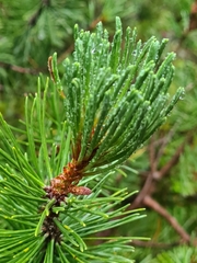 Pinus × rhaetica, photograph (c) Jacek Pietruszewski, some rights reserved (CC BY)