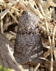 Sympistis perscripta