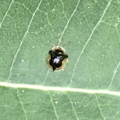 Deloyala guttata