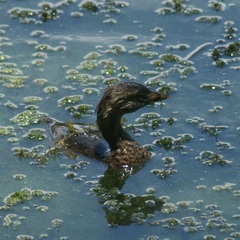 Podilymbus podiceps