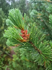 Pinus × rhaetica, photograph (c) Jacek Pietruszewski, some rights reserved (CC BY)