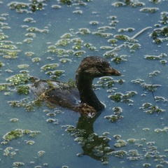 Podilymbus podiceps