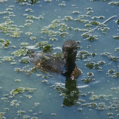 Podilymbus podiceps