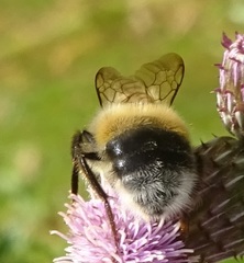 Bombus campestris