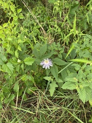 Passiflora incarnata