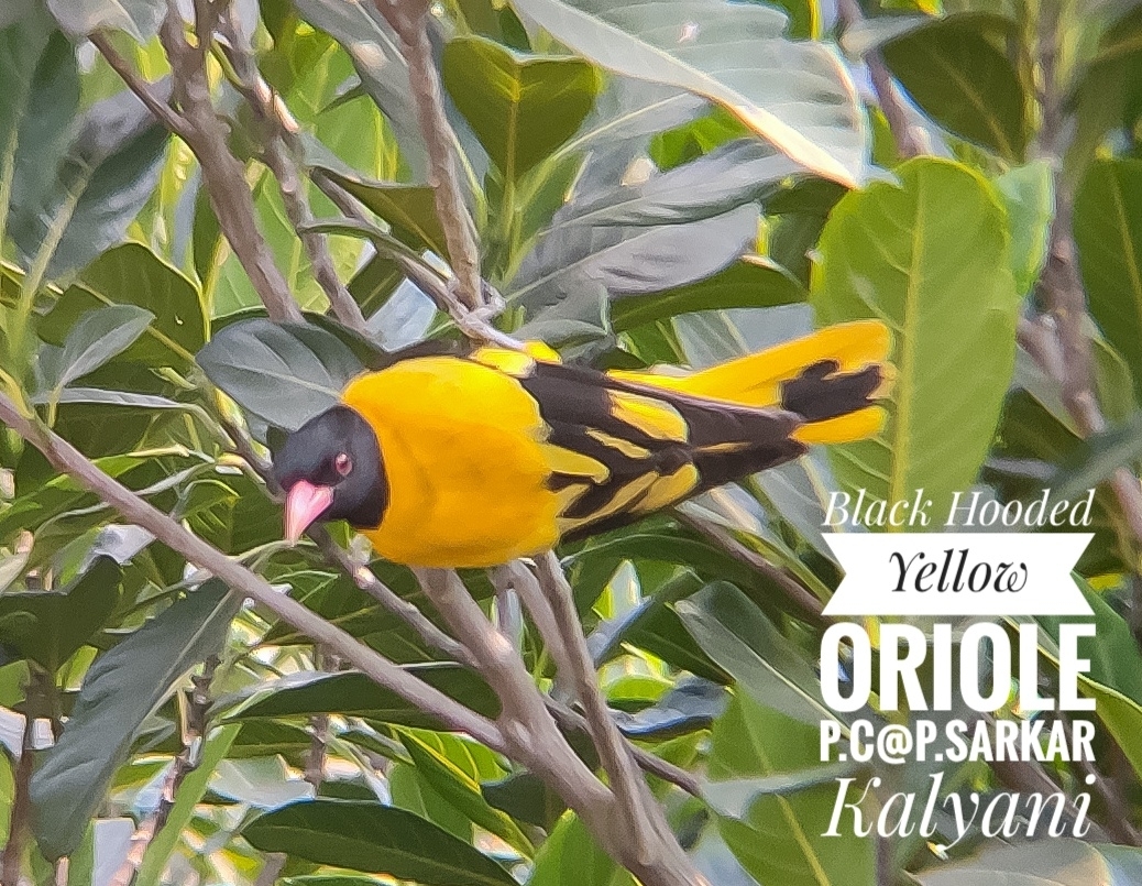Black-hooded Oriole