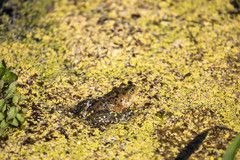 Rana pretiosa