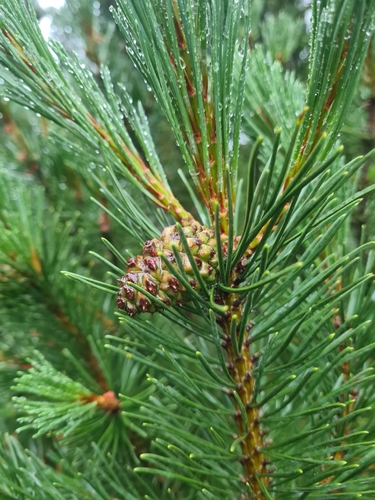 Pinus × rhaetica, photograph 6