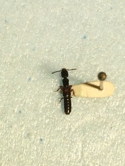 Nudobius cephalus