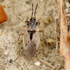 Geocoris pallens