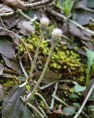 Antennaria solitaria