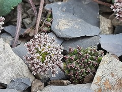 Symphyoloma graveolens
