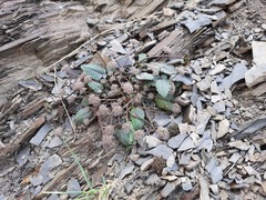 Symphyoloma graveolens