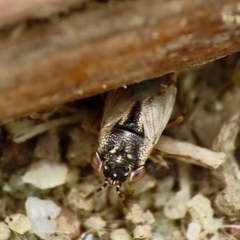Geocoris pallens