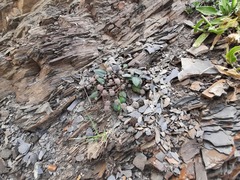 Symphyoloma graveolens