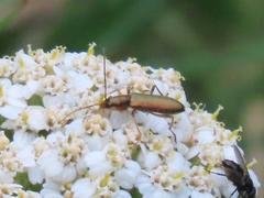 Chrysanthia geniculata