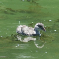 Fulica americana