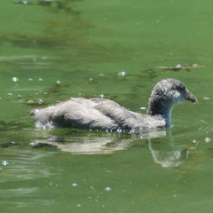 Fulica americana