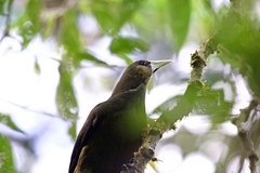 Psarocolius atrovirens