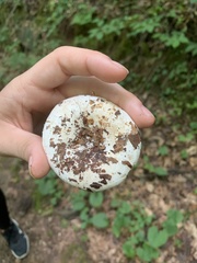 Lactifluus subvellereus