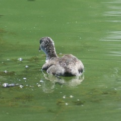 Fulica americana