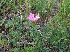 Dianthus caucaseus