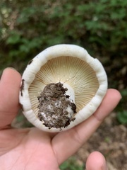 Lactifluus subvellereus