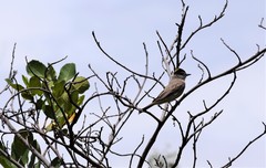 Empidonomus aurantioatrocristatus
