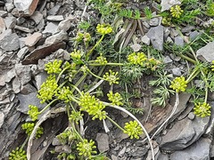 Chamaesciadium acaule