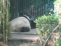 Ailuropoda melanoleuca