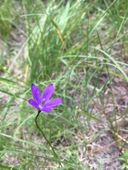 Campanula parryi