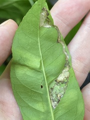 Insecta