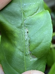Insecta