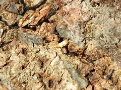 Atelurinae