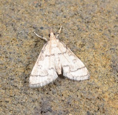 Metasia ophialis