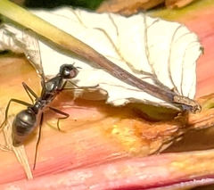 Myrmecothea myrmecoides