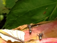 Myrmecothea myrmecoides