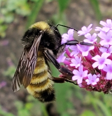 Bombus borealis