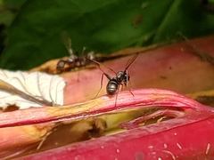 Myrmecothea myrmecoides