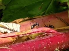 Myrmecothea myrmecoides
