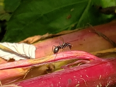 Myrmecothea myrmecoides