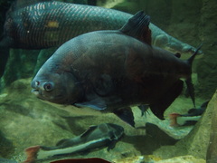 Piaractus brachypomus