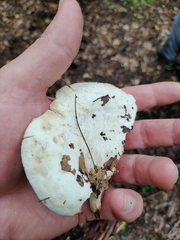 Lactifluus subvellereus