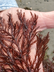 Odonthalia washingtoniensis