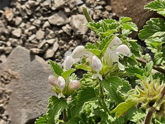Lamium tomentosum