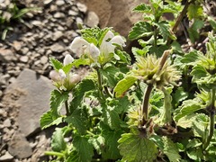 Lamium tomentosum
