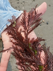 Odonthalia washingtoniensis