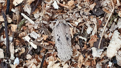 Agonopterix yeatiana