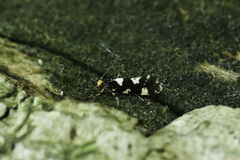 Triaxomera fulvimitrella
