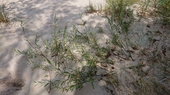 Salix acutifolia